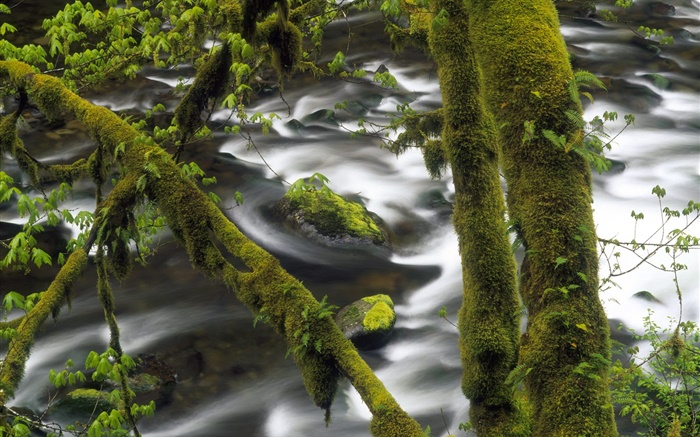 河，水，树，绿色的苔藓 壁纸 图片