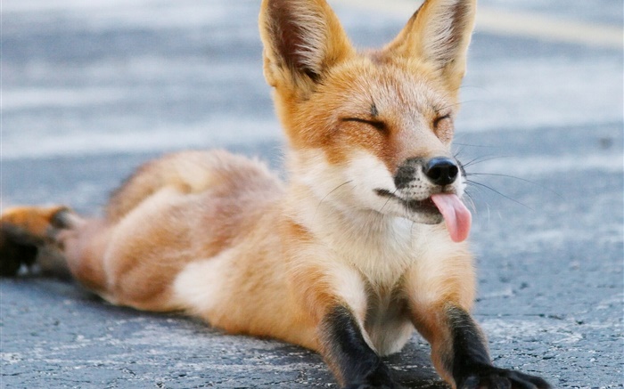 可爱的狐狸，闭只眼，舌头，爪子 壁纸 图片