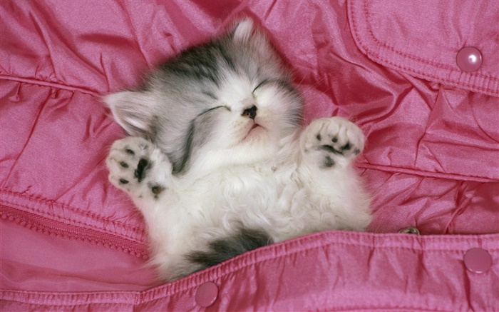 在床上可爱的小猫睡觉 壁纸 图片