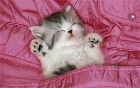 在床上可爱的小猫睡觉