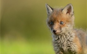 可爱的小狐狸，背景虚化