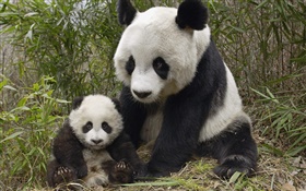可爱的熊猫，妈妈和幼崽 高清壁纸