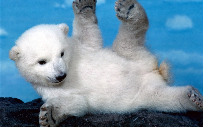 可爱的白色北极熊幼崽 壁纸 图片