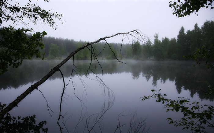 黎明，池塘，森林，树木，雾 壁纸 图片