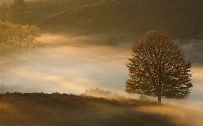 黎明，树，草，雾 壁纸 图片