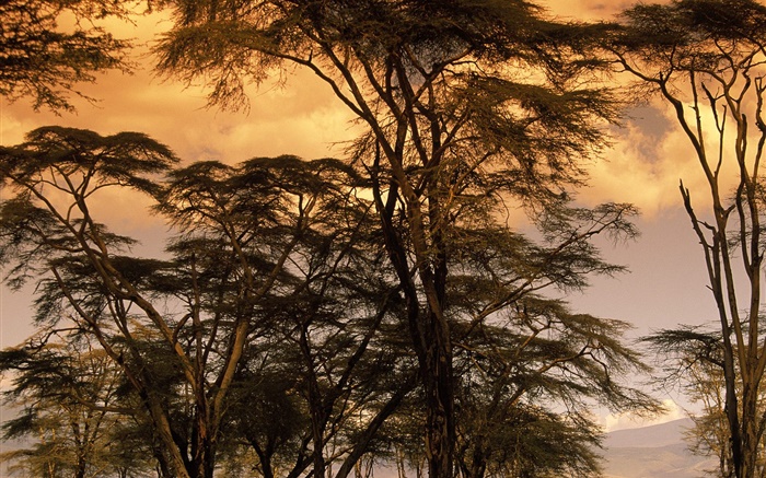 黄昏的风景，树木 壁纸 图片