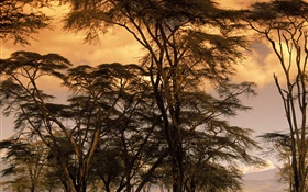 黄昏的风景，树木