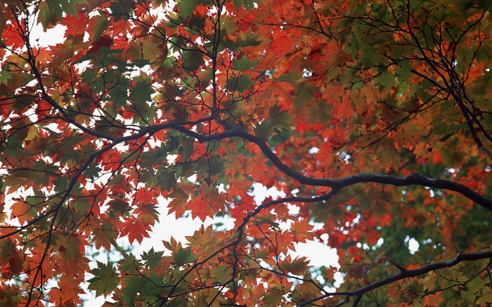 森林，秋天，树，枫叶 壁纸 图片