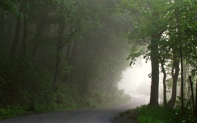 森林，道路，树木，雾，早晨