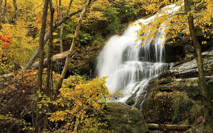 森林，树木，秋天，岩石，瀑布 壁纸 图片