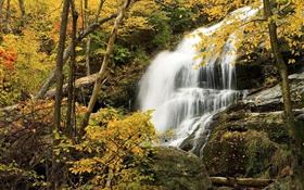 森林，树木，秋天，岩石，瀑布 高清壁纸