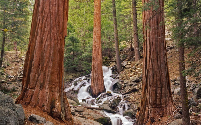 森林，树木，小溪，岩石 壁纸 图片