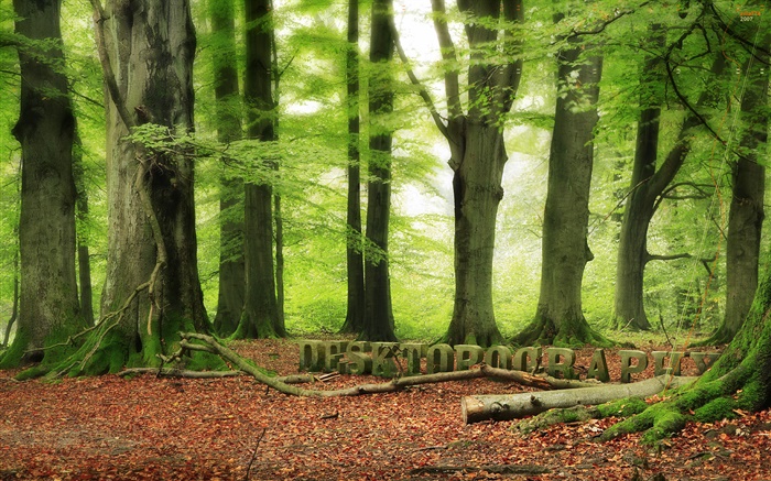 森林，树木，绿化，Desktopography设计 壁纸 图片