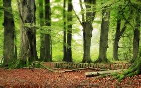 森林，树木，绿化，Desktopography设计 高清壁纸