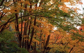 森林，在秋天的树木，黄叶 高清壁纸
