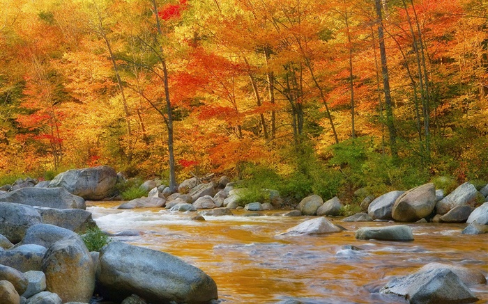 森林，树木，红叶，河，石头，秋 壁纸 图片