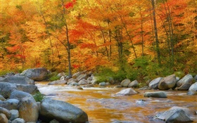 森林，树木，红叶，河，石头，秋 高清壁纸