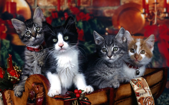 四只小猫，圣诞 壁纸 图片