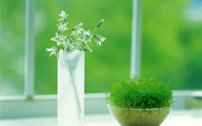 玻璃杯，植物，绿色，窗口，春天 壁纸 图片