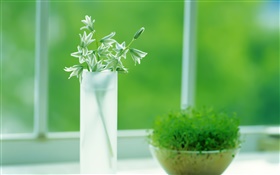 玻璃杯，植物，绿色，窗口，春天 高清壁纸