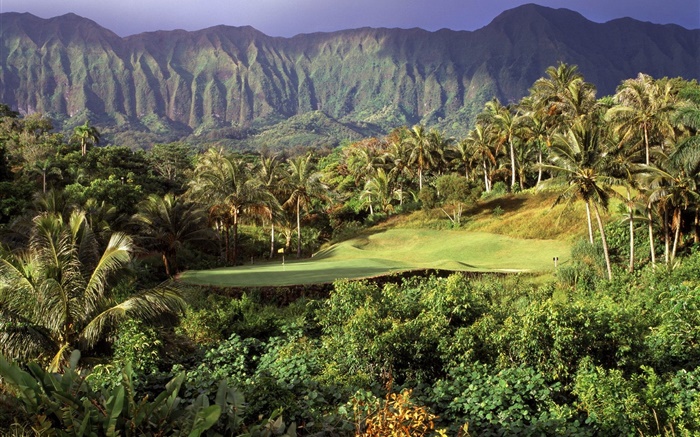 高尔夫草坪，棕榈树，山，夏威夷，美国 壁纸 图片