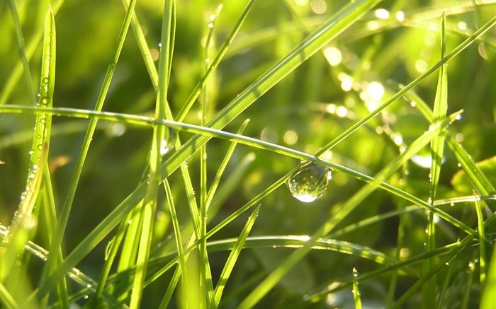 雨后的草，水滴，阳光 壁纸 图片