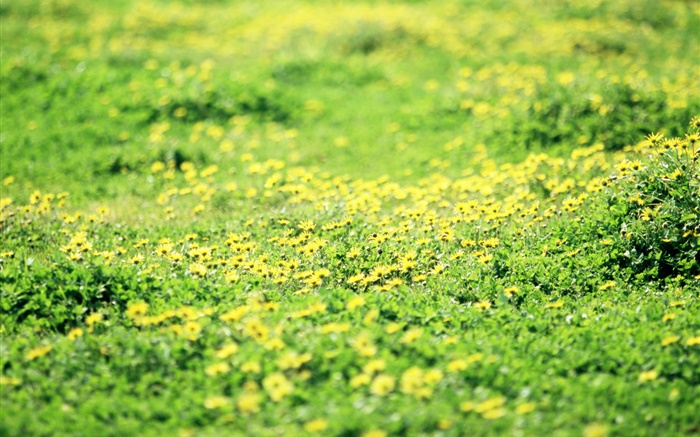 草，草地，黄色的野花 壁纸 图片