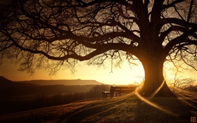 伟大的树，板凳，日落，光线，创意图片