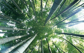 翠绿的竹子，顶视图，眩光 高清壁纸