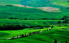 绿色的田野，托斯卡纳，意大利，树木，道路 高清壁纸