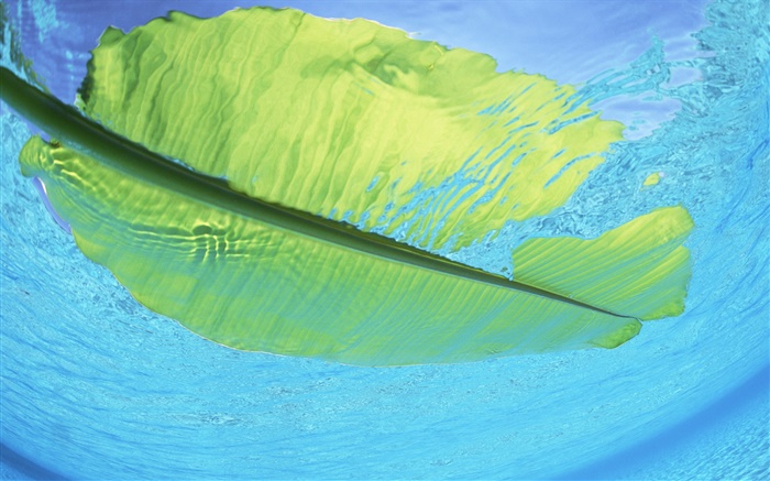 绿叶漂浮在海水上，马尔代夫 壁纸 图片