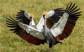 灰冠鹤，两只鸟，翅膀