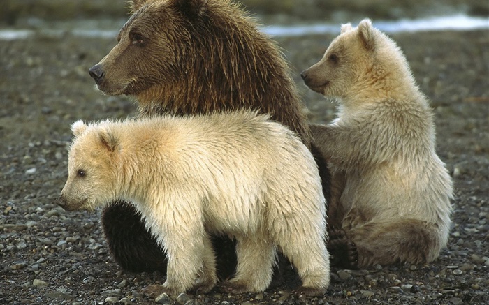 灰熊与幼崽 壁纸 图片