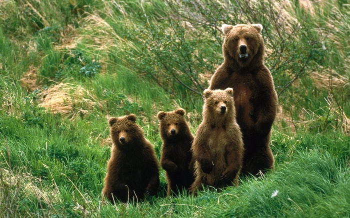 灰熊的家庭，草 壁纸 图片