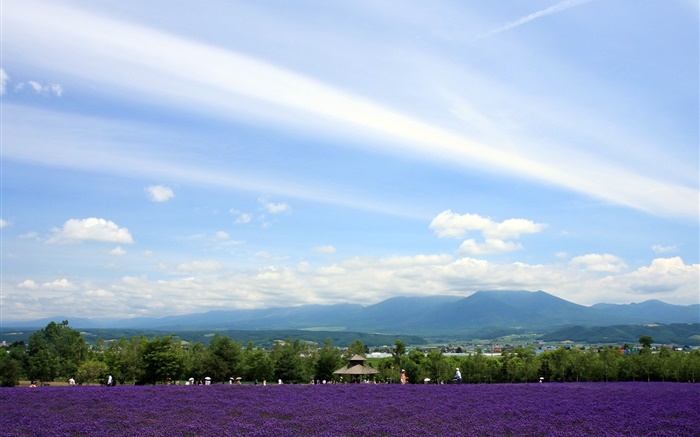 日本北海道，公园风景，花海，山，云 壁纸 图片
