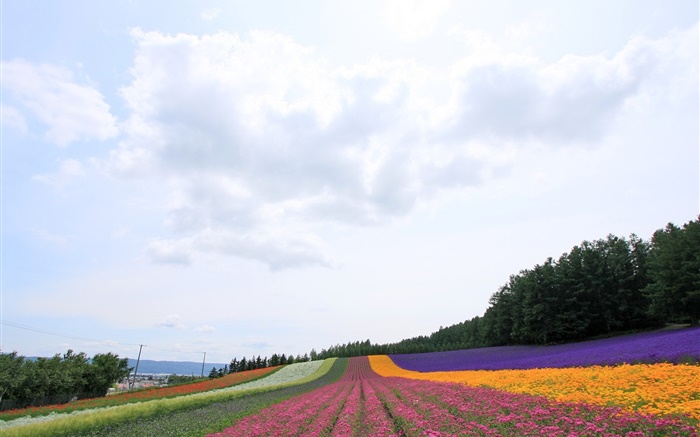 日本北海道，美丽的花场，多彩 壁纸 图片