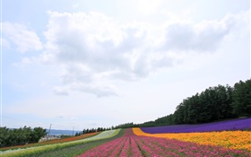日本北海道，美丽的花场，多彩 高清壁纸