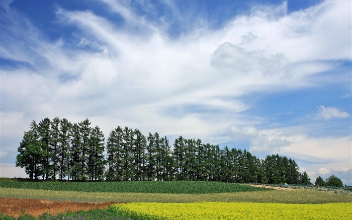 日本北海道，自然风光，夏天，树木，田野，云彩 壁纸 图片