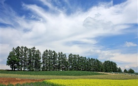 日本北海道，自然风光，夏天，树木，田野，云彩 高清壁纸