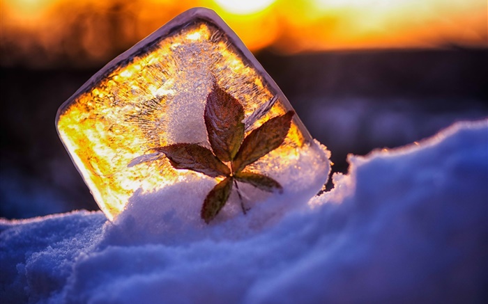 冰，叶，雪，阳光 壁纸 图片