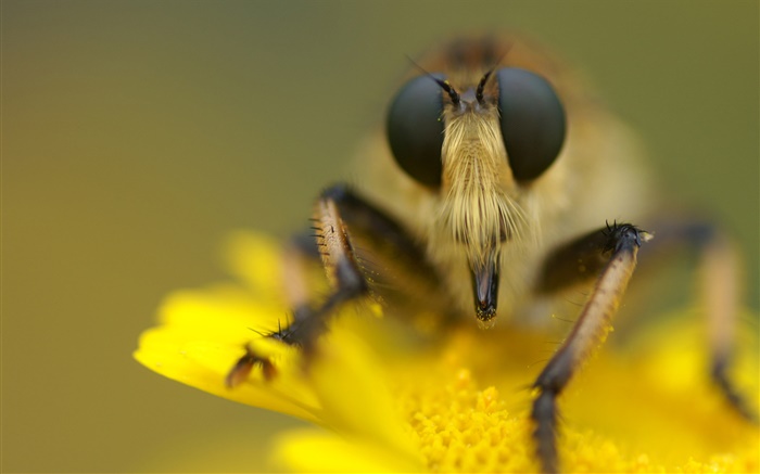 昆虫和黄色的花微距摄影 壁纸 图片