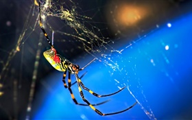 昆虫宏，蜘蛛和网