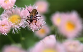 昆虫，粉红色的花朵，背景虚化