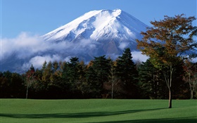 日本富士山，雪，树木，草地，雾 高清壁纸