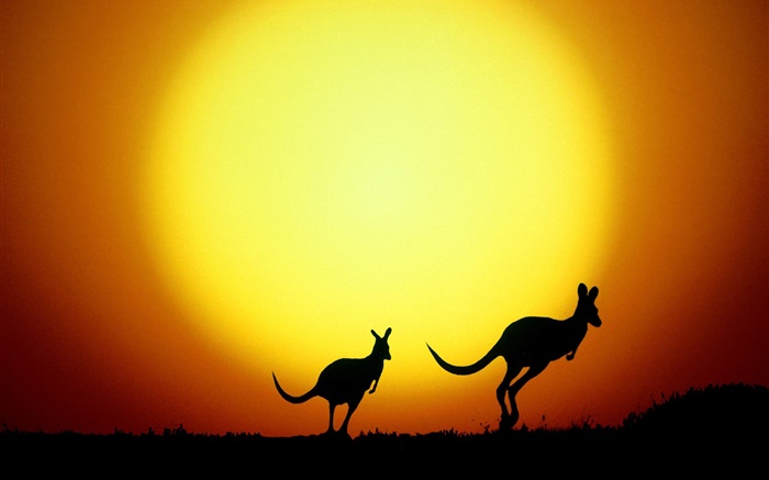 袋鼠日落，澳大利亚 壁纸 图片