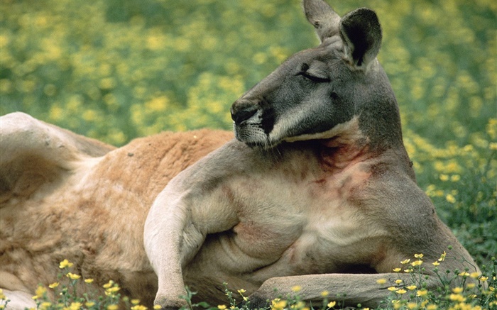 袋鼠休息，草坪，澳大利亚 壁纸 图片