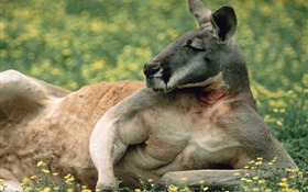 袋鼠休息，草坪，澳大利亚