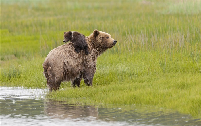 克拉克湖国家公园，阿拉斯加州，熊，水，草甸 壁纸 图片