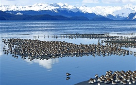 湖边的鸟群 高清壁纸