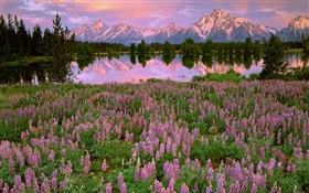 湖，山，粉色风信子花 高清壁纸